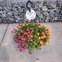 Afbeelding van Hp27  mono mix portulaca Actie